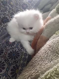 Persian kittens odd eyes pair for sale