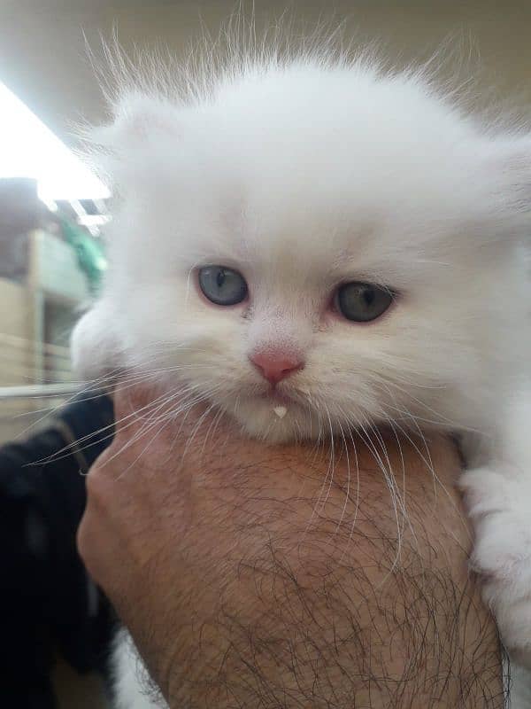 Persian kittens odd eyes pair for sale 1