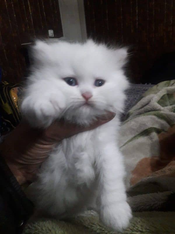 Persian kittens odd eyes pair for sale 2