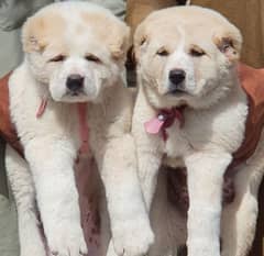 alabai dog pair 2 months for sale security dog