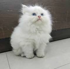 Persian White kitten for Sale