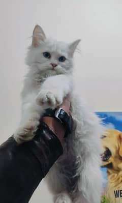 punch face persian cat  WhatsApp 0321-740-730-6