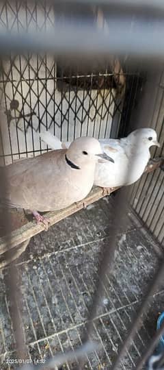 dove khumry Pair