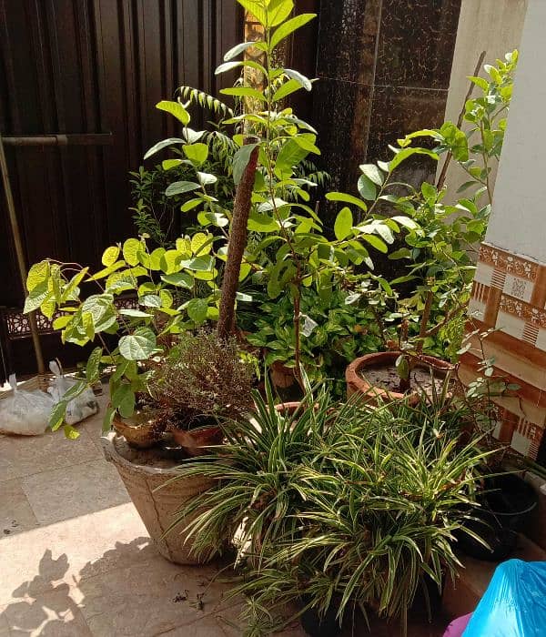 plants for sale 0