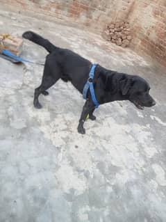 Labrador