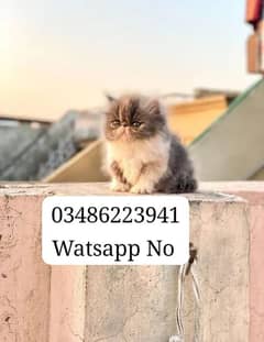 Persian Cat 3riple Coated Female Piki Face