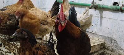 EGG laying hen's for sale