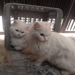 persian Cat pair