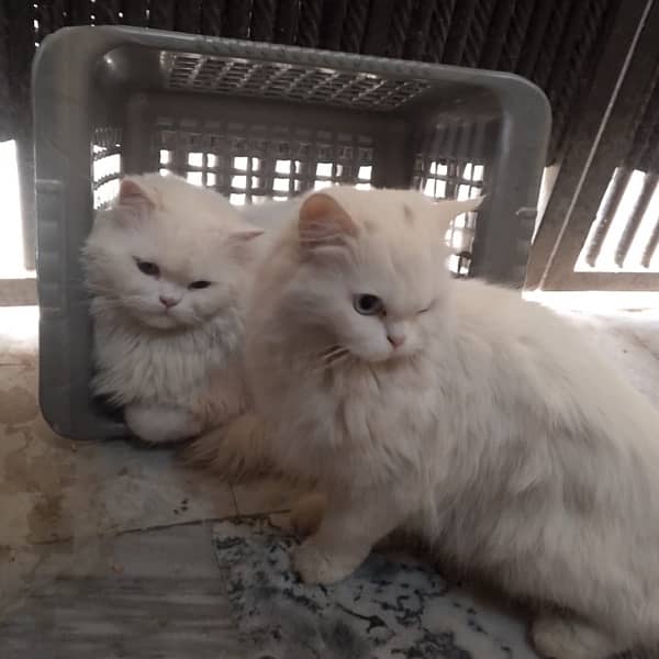 persian Cat pair 0