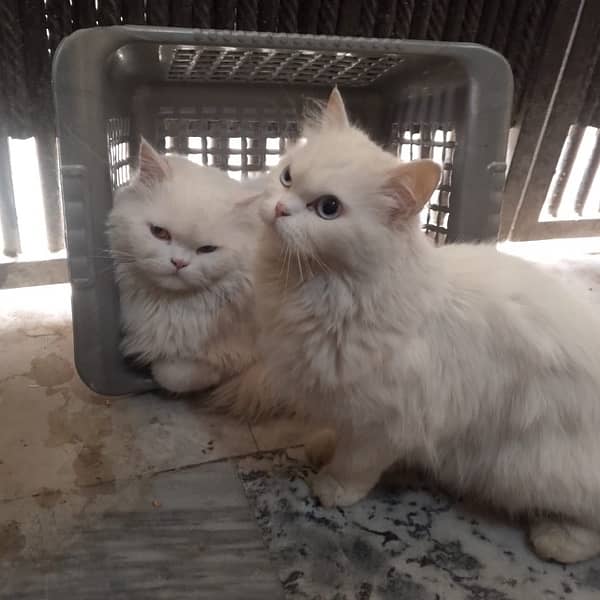 persian Cat pair 3