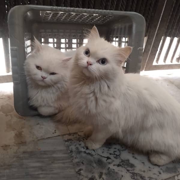 persian Cat pair 4