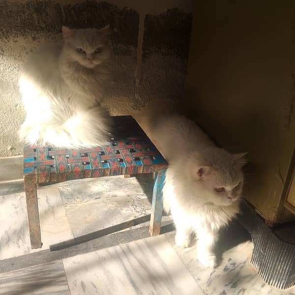 persian Cat pair 6