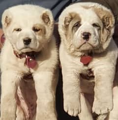 alabai dog pair 2 months for sale security dog