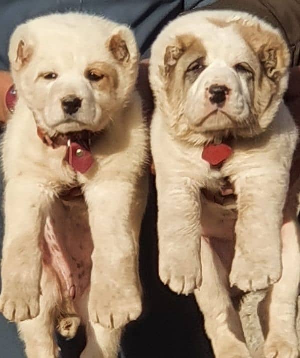 alabai dog pair 2 months for sale security dog 1