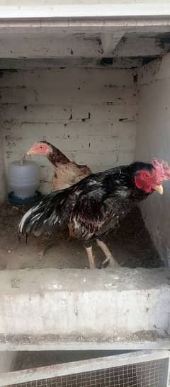 aseel murgha murgi or chicks for sale