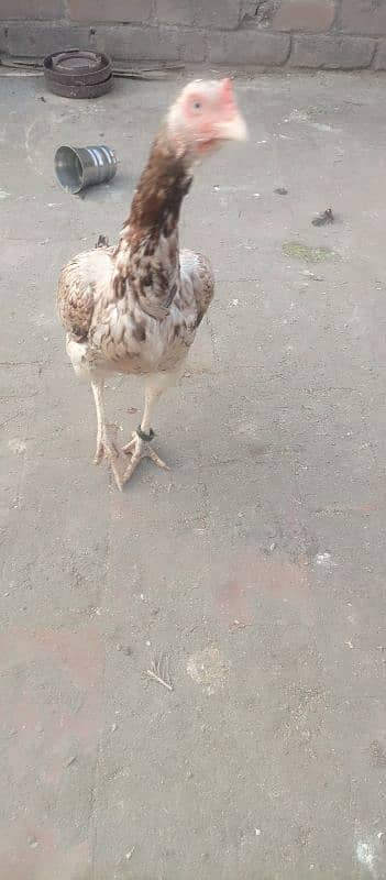 aseel murgha murgi or chicks for sale 1