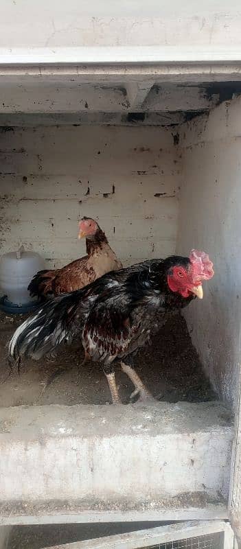 aseel murgha murgi or chicks for sale 2