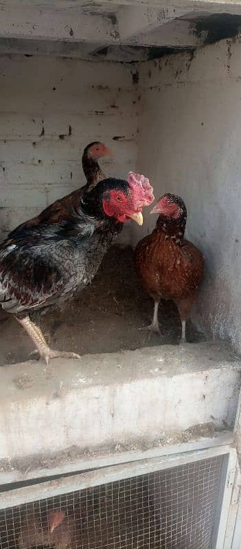 aseel murgha murgi or chicks for sale 3