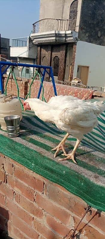 aseel murgha murgi or chicks for sale 4