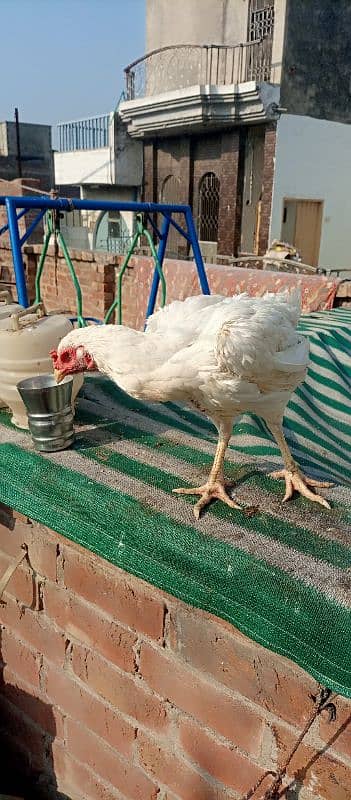 aseel murgha murgi or chicks for sale 5