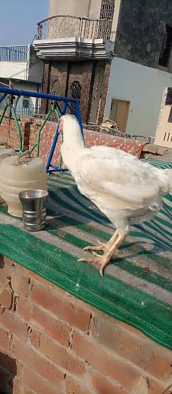 aseel murgha murgi or chicks for sale 6