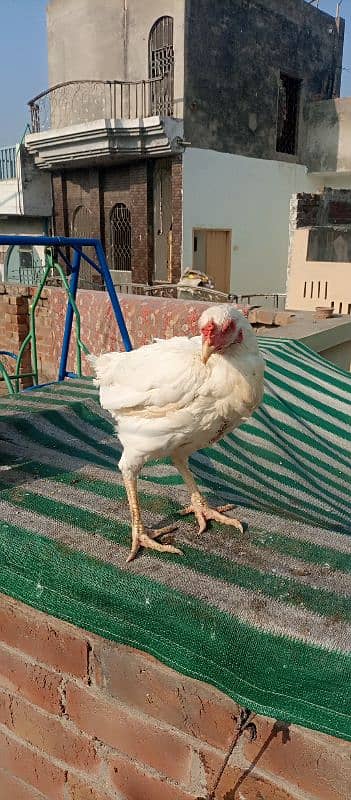 aseel murgha murgi or chicks for sale 7