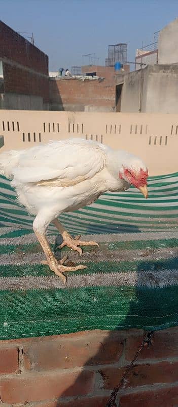 aseel murgha murgi or chicks for sale 8