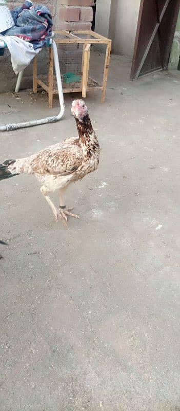 aseel murgha murgi or chicks for sale 10