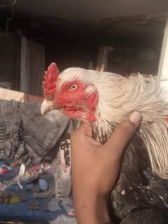 aseel jawa breeder murgha for sale