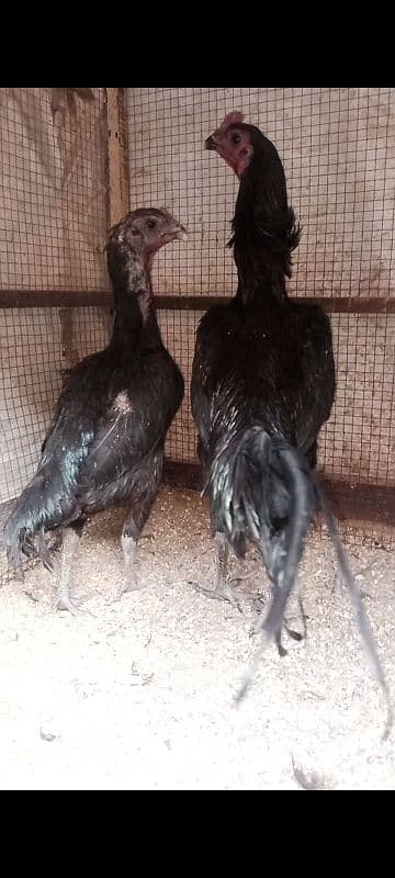 Pure Dragon jet black High quality chicks 1 month 1