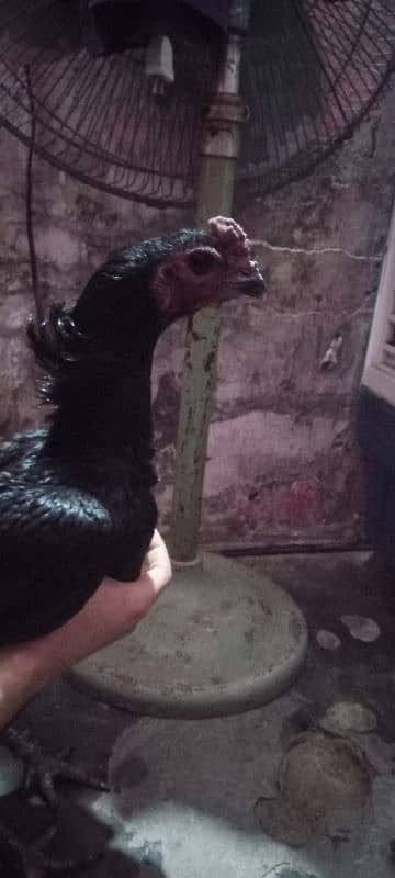 Pure Dragon jet black High quality chicks 1 month 2