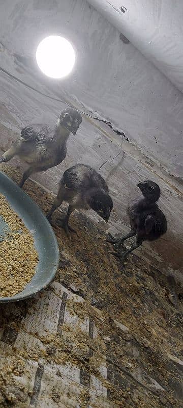 Pure Dragon jet black High quality chicks 1 month 4