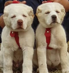 alabai dog pair 2 months for sale security dog