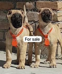 Bhagwan Kuchi pair 3 months for sale