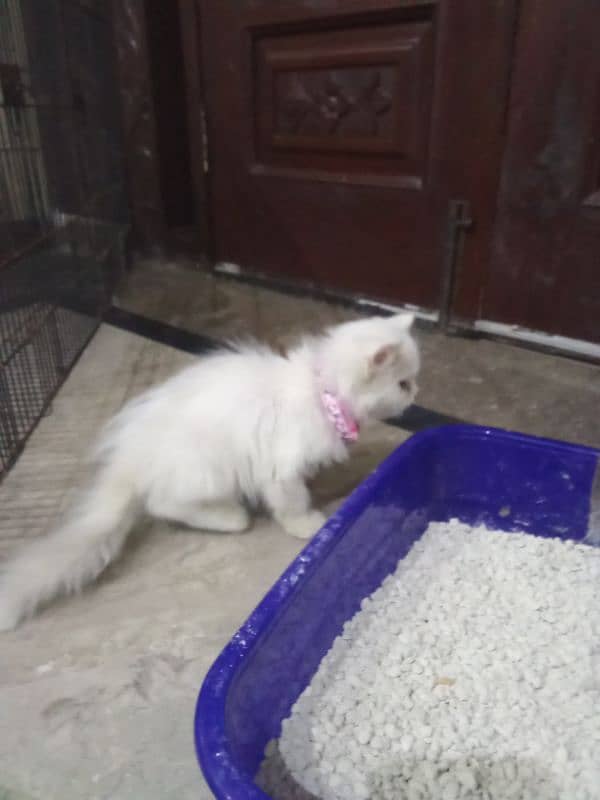 Persian cat triple cot wali 1