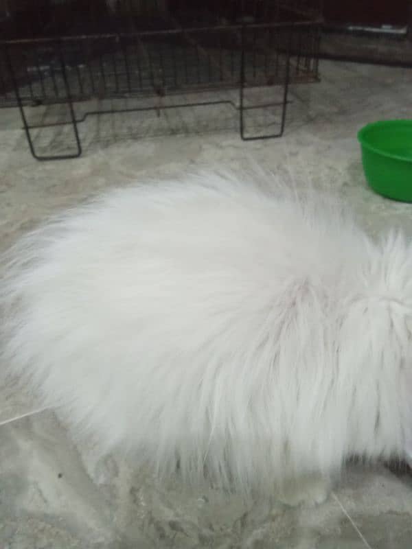 Persian cat triple cot wali 2