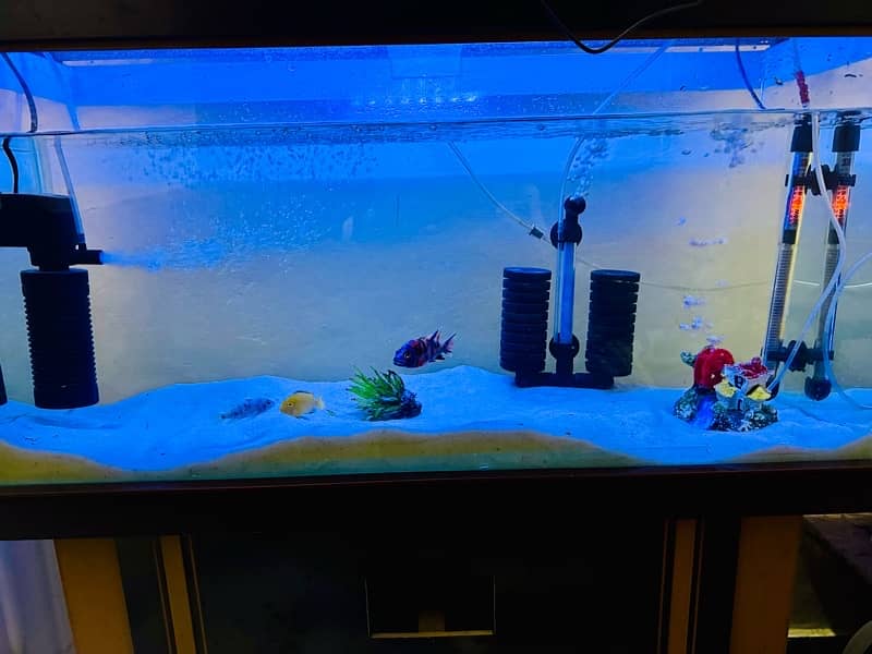 Fish Aquarium Fish Tank Fully Equiped Heavily loaded 7