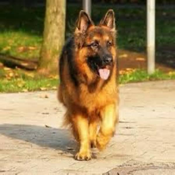 German shepherd 2