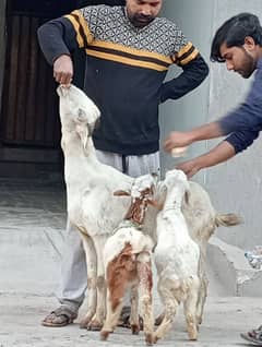 Desi bakri 2 Bachon Kay sath