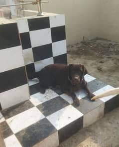 Chocolate Labrador Pedigree Breeder female 1 Time breed Confirmed