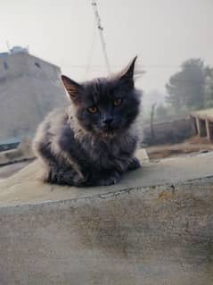 Persian cat (Male ) for sale