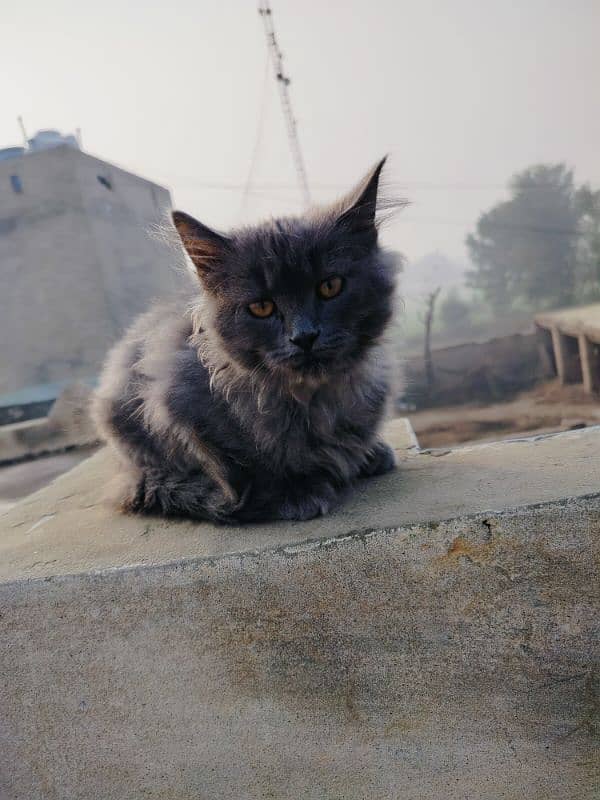 Persian cat (Male ) for sale 0