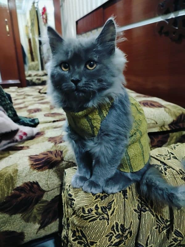 Persian cat (Male ) for sale 1