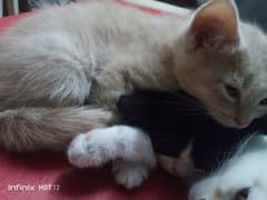 pair of kittens: The Ragdoll-Angora Duo"