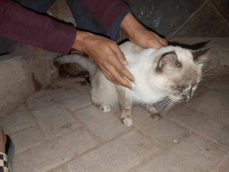 british shorthair colorpointed 3