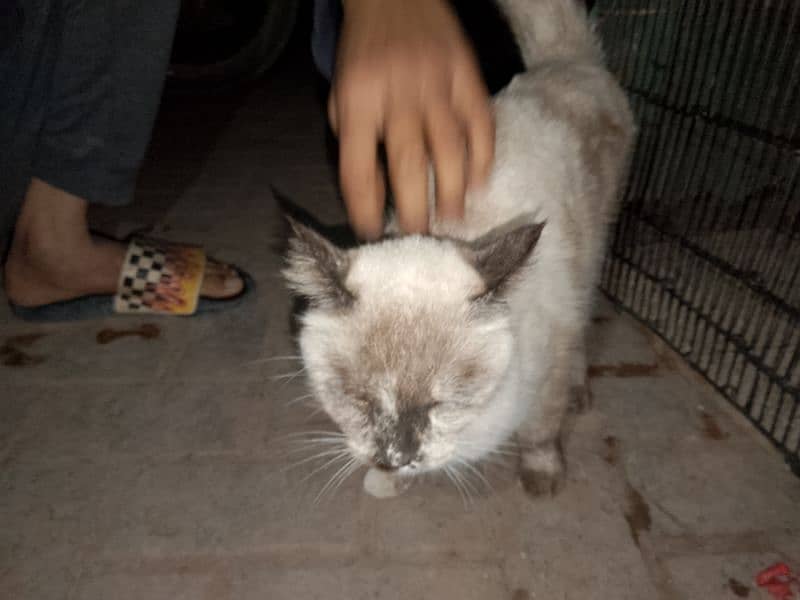 british shorthair colorpointed 8