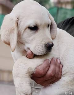 Labrador Puppies Available For Sale in Attock