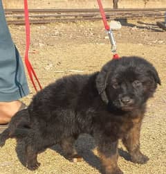 German long coat male female for sale