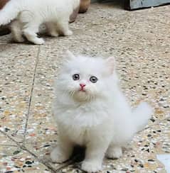 Persian White kitten for sale