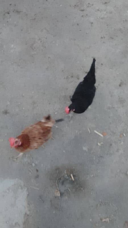 hens for sell 0